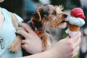 A dog enjoying an Ice Cream in Reykjavik Iceland during summer