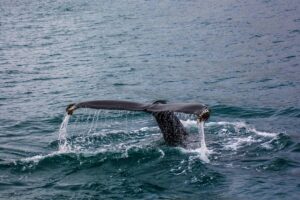 Whale watching in Iceland during summer