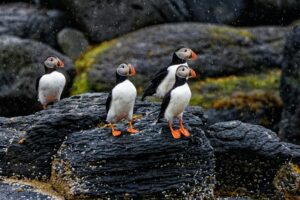 Puffins in Iceland on a cliff edge during summer
