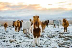 Horses standing in the snow in Flúðir in Iceland's Golden Circle