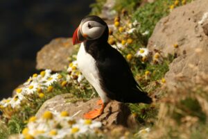 A Puffin standing on the edge of a cliff in Iceland during summer