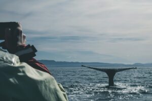 A family watching a whale fluke on a whale watching tour in Iceland