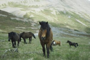 A series of Icelandic horses in Iceland preparing for a couples horseback ride