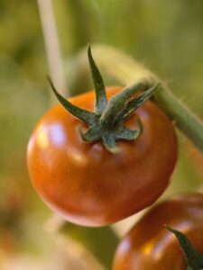 Tomatoes on the vine in Friðheimar in Iceland