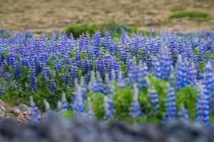 The Lupine fields in Iceland during August