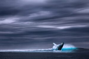 Whale watching in Iceland during August