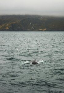 A whale navigating an Icelandic fjord in winter