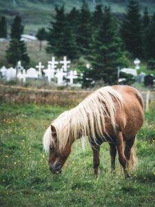 A horse in front of an Icelandic cemtary