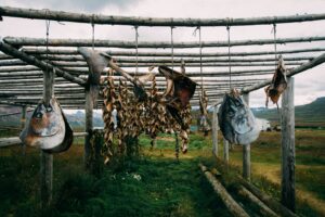 Preserving dried fish in Iceland the traditional way