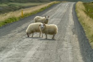 Sheep walking on a road in Iceland
