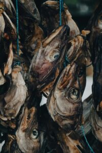 Rotten Shark in Iceland hanging