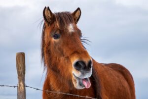 A close up of an Icelandic Horse with it's tongue out