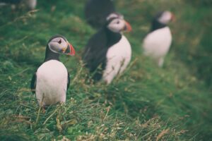 Puffins in the Westman Islands during Þjóðhátið